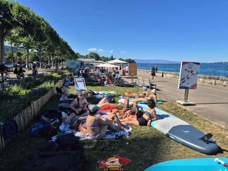 Une étroite bande de gazon le long du quai Wilson. Espace de baignade du quai Wilson, Rive droite, rade de Genève.