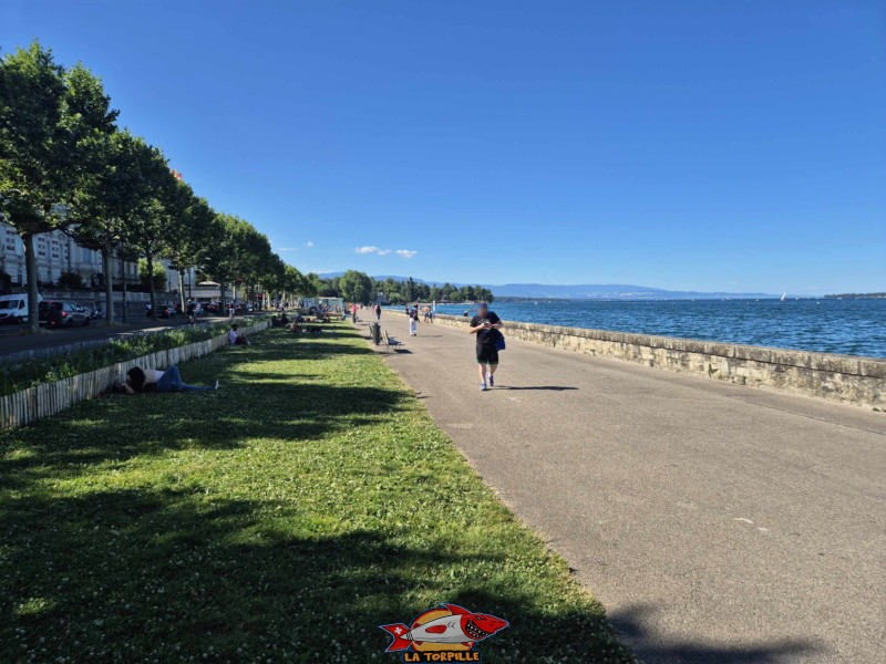 Une étroite bande de gazon le long du quai Wilson. Espace de baignade du quai Wilson, Rive droite, rade de Genève.