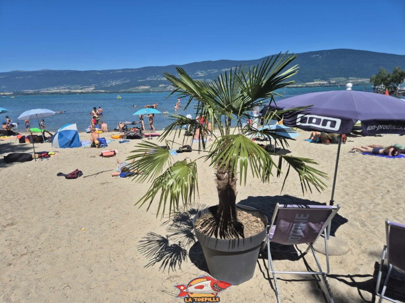 Buvette. Plage et base nautique, les Vikings, Yvonand, lac de Neuchâtel.
