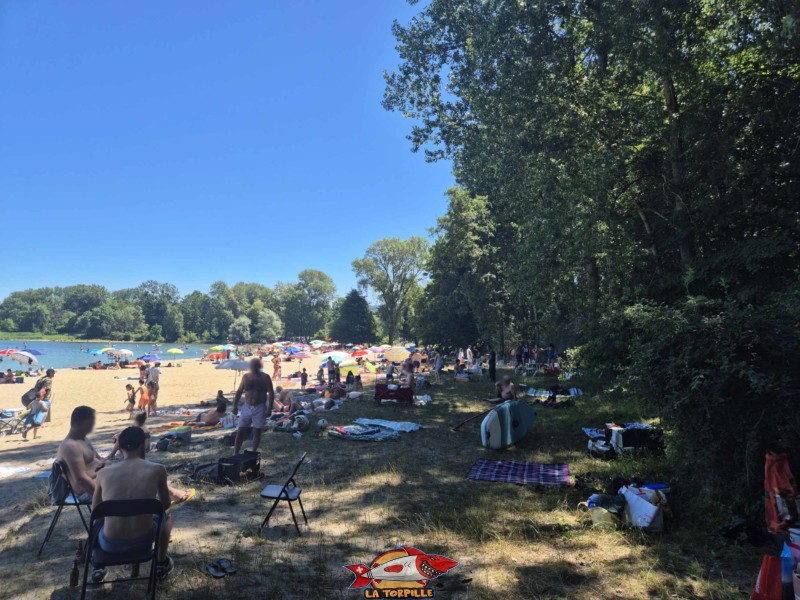 grands arbres qui offrent de l'ombre bordent le sud de la plage des Pins. Yvonand