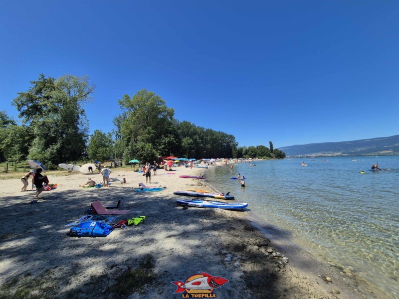 côté est de la plage des Pins d'Yvonand