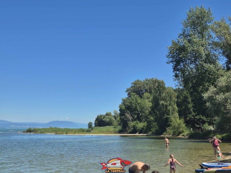 La Grande Cariçaie à l'est de la plage des Pins.