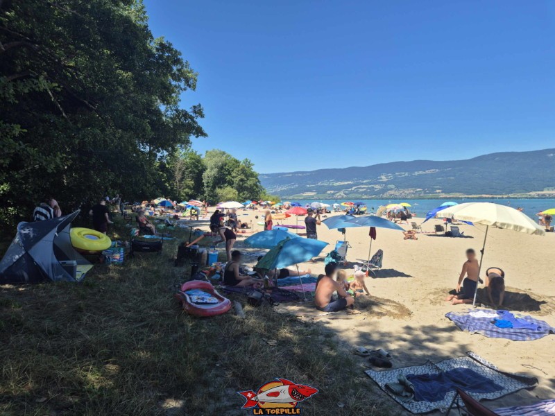 grands arbres qui offrent de l'ombre bordent le sud de la plage des Pins. Yvonand
