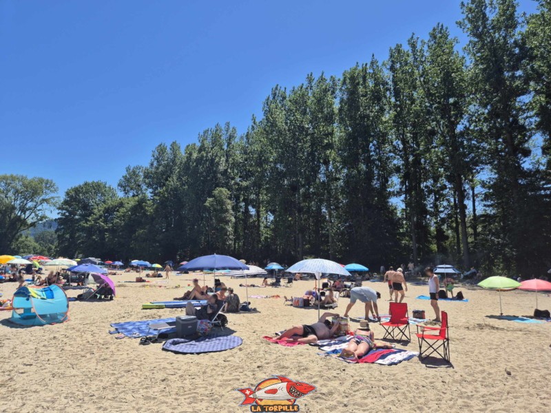 grands arbres qui offrent de l'ombre bordent le sud de la plage des Pins. Yvonand