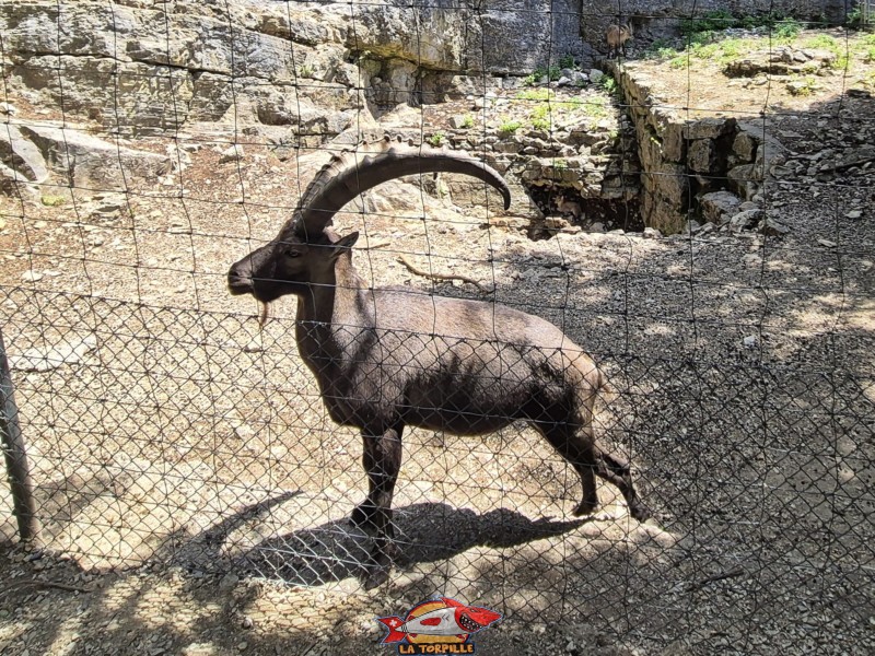 Un bouquetin. Parc Zoologique Bienne