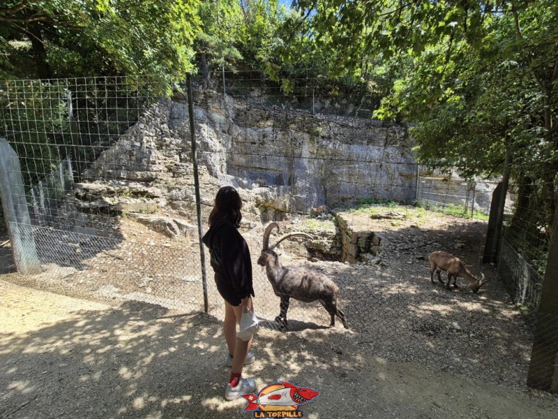 L'enclos des bouquetins, parc animalier. Les gorges du Taubenloch. Bienne.