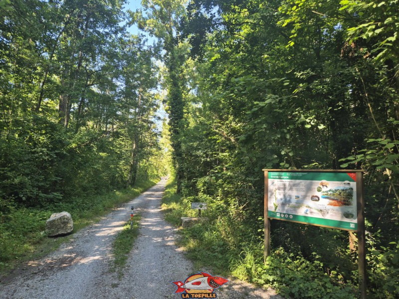 Le chemin des lacustres, ici interdit aux voitures, qui permet de rejoindre la plage de Font I. Plage de Font I, Grande Cariçaie, Estavayer, Lac de Neuchâtel.