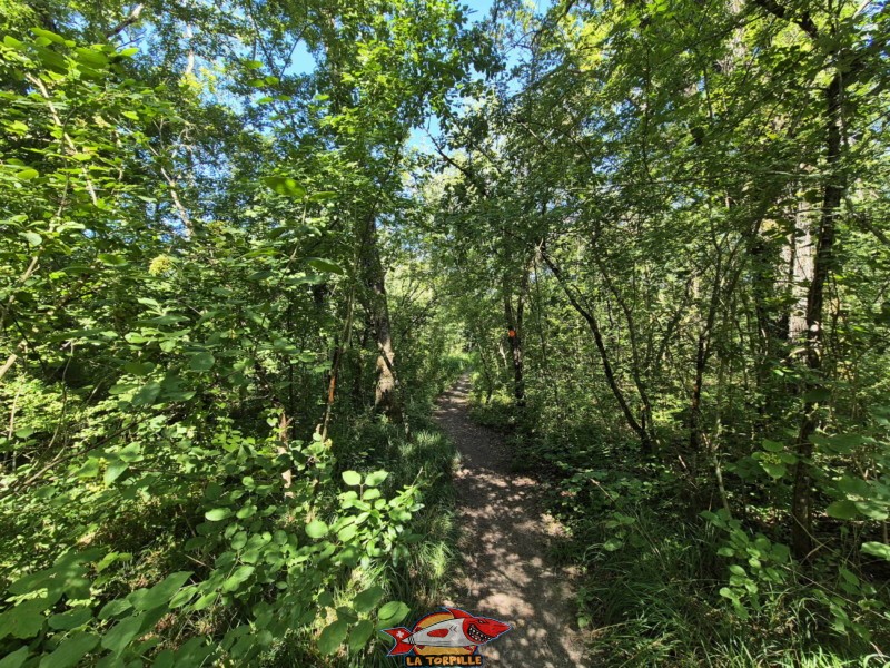 Le chemin d'accès à la plage à travers la forêt. Plage de Font I, Grande Cariçaie, Estavayer, Lac de Neuchâtel.