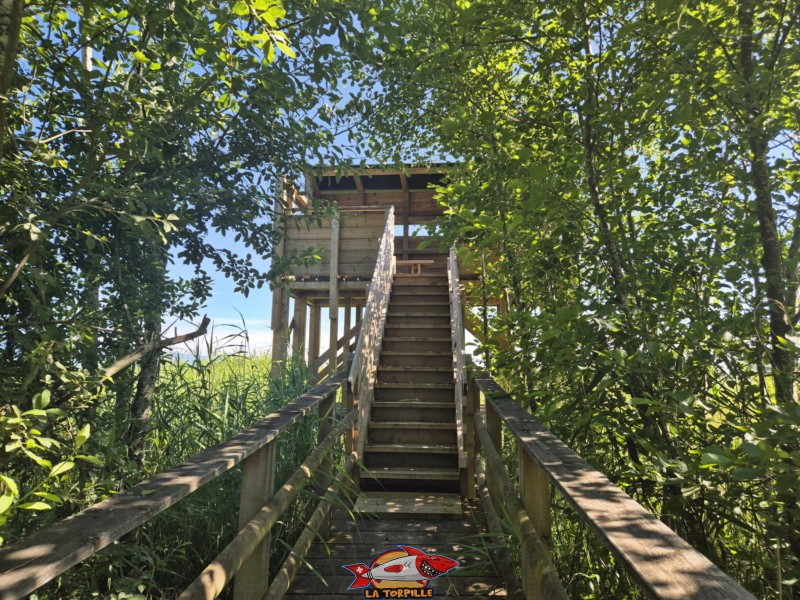Observatoire de la Faune, Grande Cariçaie, Font, Estavayer, Lac de Neuchâtel.
