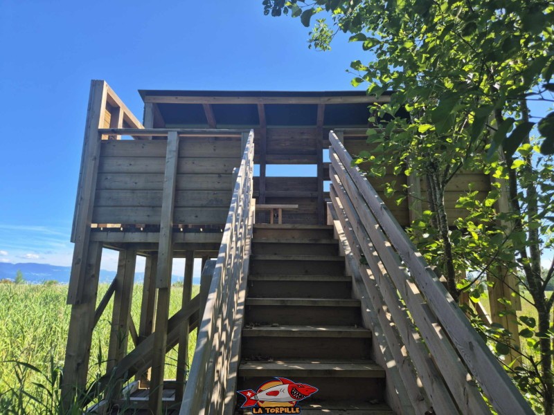 Observatoire de la Faune, Grande Cariçaie, Font, Estavayer, Lac de Neuchâtel.