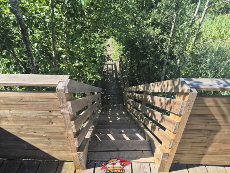 Observatoire de la Faune, Grande Cariçaie, Font, Estavayer, Lac de Neuchâtel.