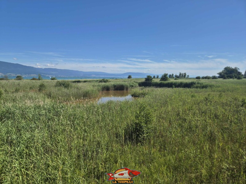 Observatoire de la Faune, Grande Cariçaie, Font, Estavayer, Lac de Neuchâtel.