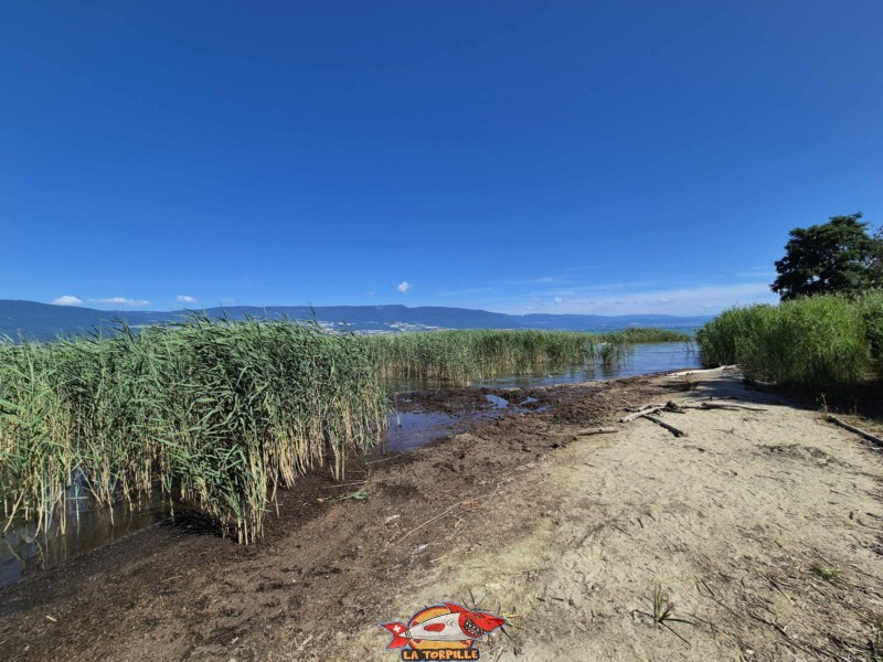  Plage de Font I, Grande Cariçaie, Estavayer, Lac de Neuchâtel.