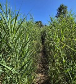 🏖️ Plage de Font I – Estavayer