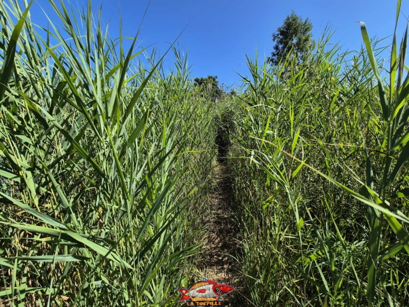  Plage de Font I, Grande Cariçaie, Estavayer, Lac de Neuchâtel.