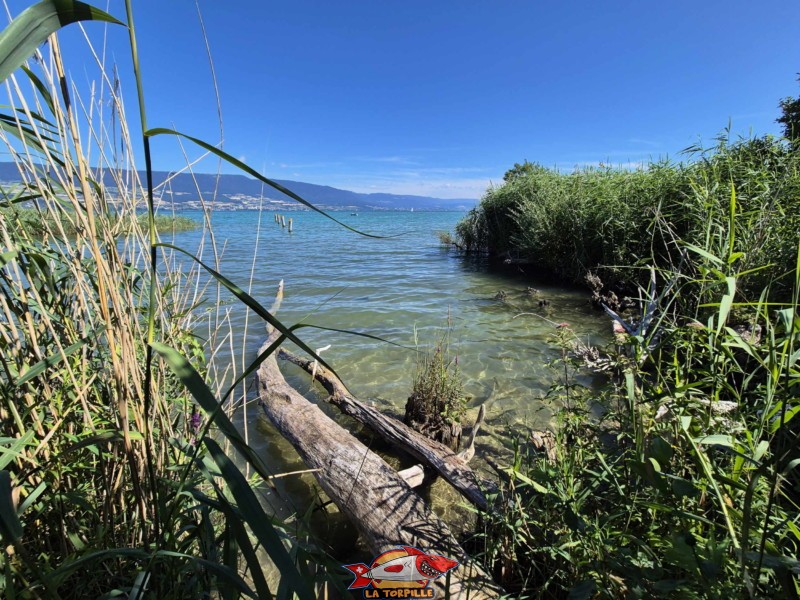  Plage de Font I, Grande Cariçaie, Estavayer, Lac de Neuchâtel.