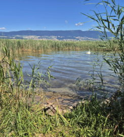 🏖️ Plage de Font I – Estavayer