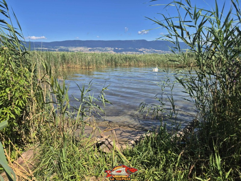  Plage de Font I, Grande Cariçaie, Estavayer, Lac de Neuchâtel.
