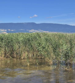 🏖️ Plage de Font I – Estavayer