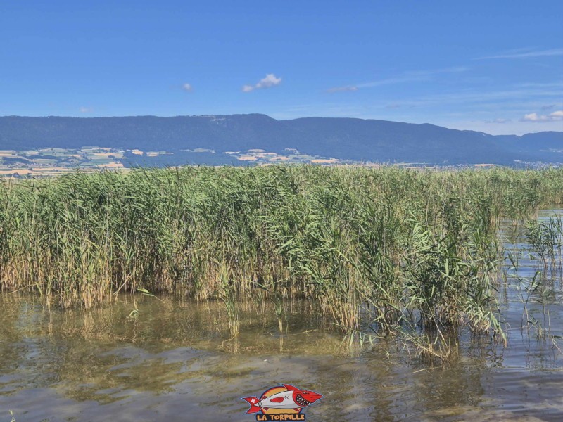  Plage de Font I, Grande Cariçaie, Estavayer, Lac de Neuchâtel.