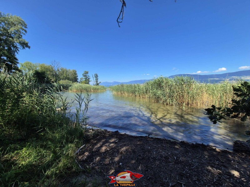  Plage de Font I, Grande Cariçaie, Estavayer, Lac de Neuchâtel.