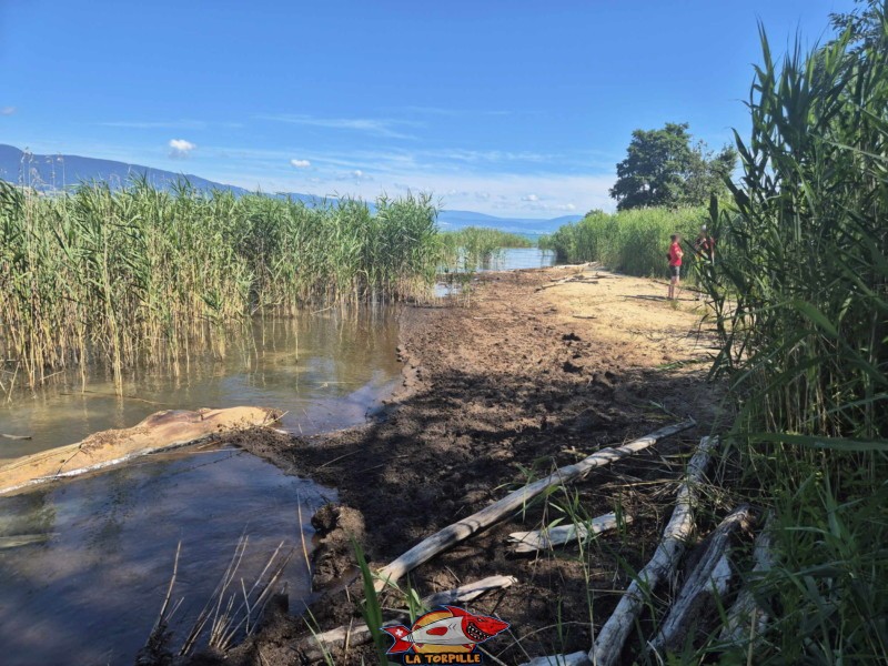  Plage de Font I, Grande Cariçaie, Estavayer, Lac de Neuchâtel. Une zone typique de la Grande Cariçaie avec une zone marécageuse bordée par des roseaux.