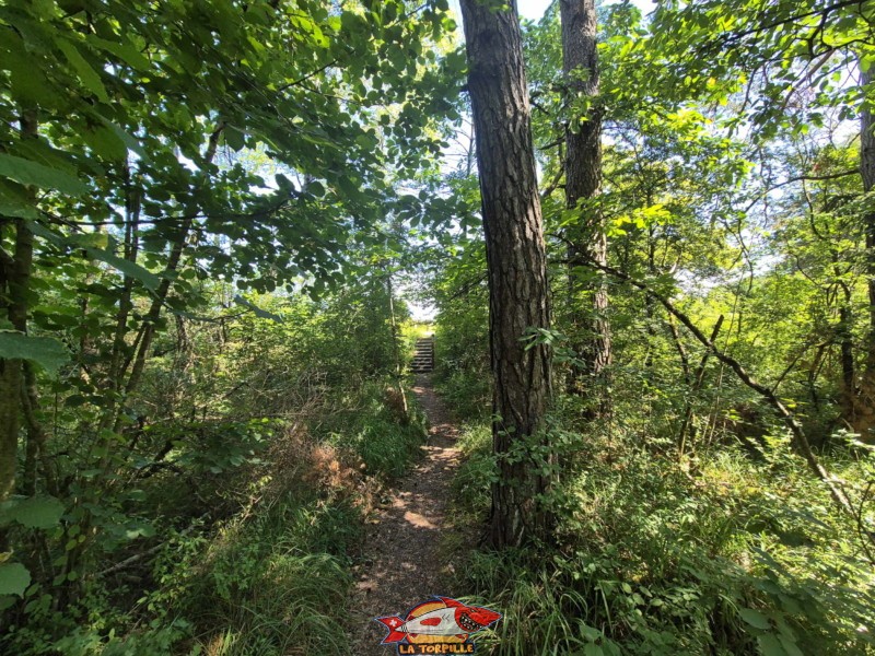 Plateforme paysagère, Grande Cariçaie, Font, Estavayer, Lac de Neuchâtel.