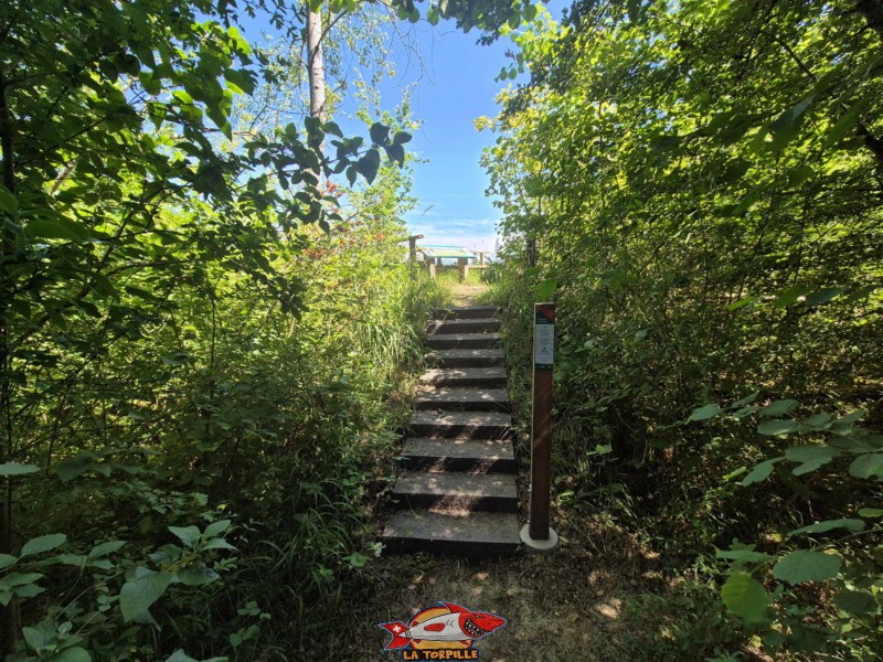 Plateforme paysagère, Grande Cariçaie, Font, Estavayer, Lac de Neuchâtel.