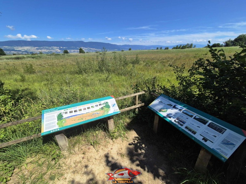 Plateforme paysagère, Grande Cariçaie, Font, Estavayer, Lac de Neuchâtel.
