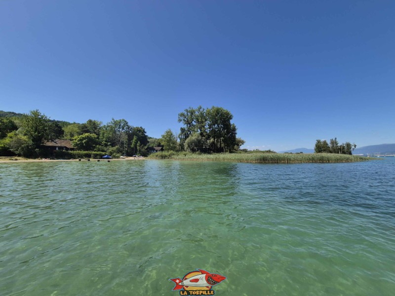 La Grande Cariçaie est présente à l'ouest de la plage de Font II.