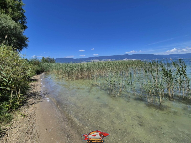 La Grande Cariçaie est présente à l'ouest de la plage de Font II.
