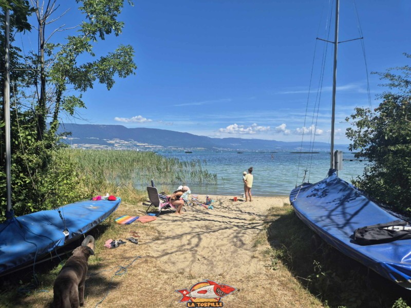La Grande Cariçaie est présente à l'ouest de la plage de Font II.