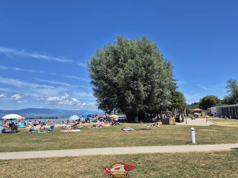 Pelouse, zone est, nouvelle plage d'estavayer-le-lac, canton de Fribourg, lac de neuchâtel