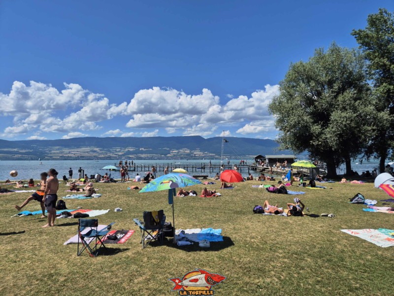Pelouse, zone est, nouvelle plage d'estavayer-le-lac, canton de Fribourg, lac de neuchâtel