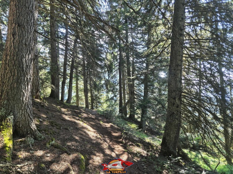 Le passage dans la forêt. Accès depuis la Crêta d'Asse à Aminona, cascade du Pichiour, crans-Montana.