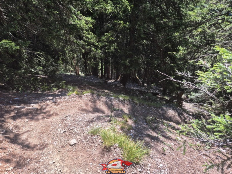 La très forte descente pour rejoindre le lit de la Raspille et la cascade du Pichiour. Accès depuis la Crêta d'Asse à Aminona, cascade du Pichiour, crans-Montana.