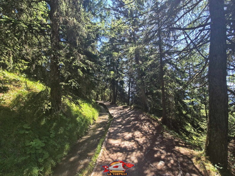 La remontée du bisse du Relais de Colombire à la cave du Scex. Randonnée au bisse du Tsittoret, Crans-Montana, Valais central.