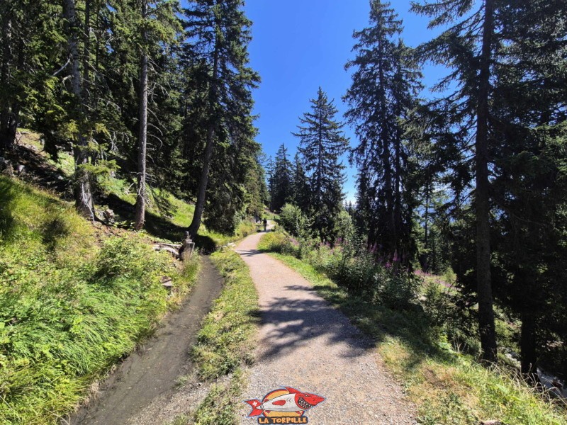 La remontée du bisse du Relais de Colombire à la cave du Scex. Randonnée au bisse du Tsittoret, Crans-Montana, Valais central.