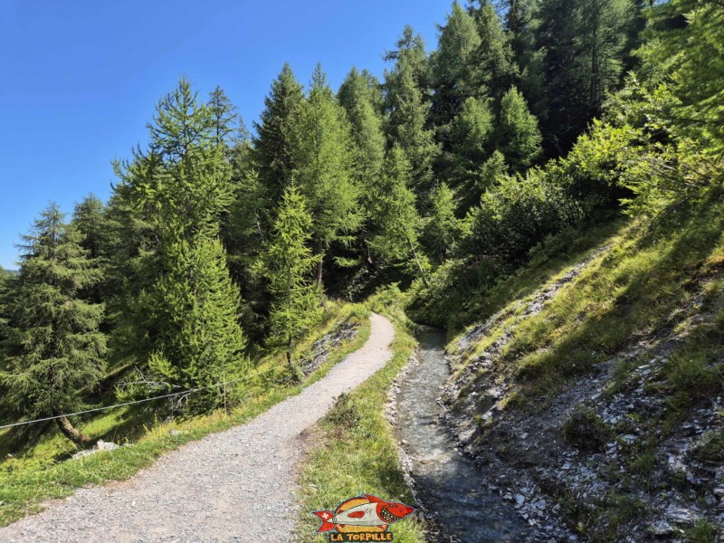 La première partie du chemin du retour relie la prise d'eau sur la Tièche au panorama. Randonnée au bisse du Tsittoret, Crans-Montana, Valais central.