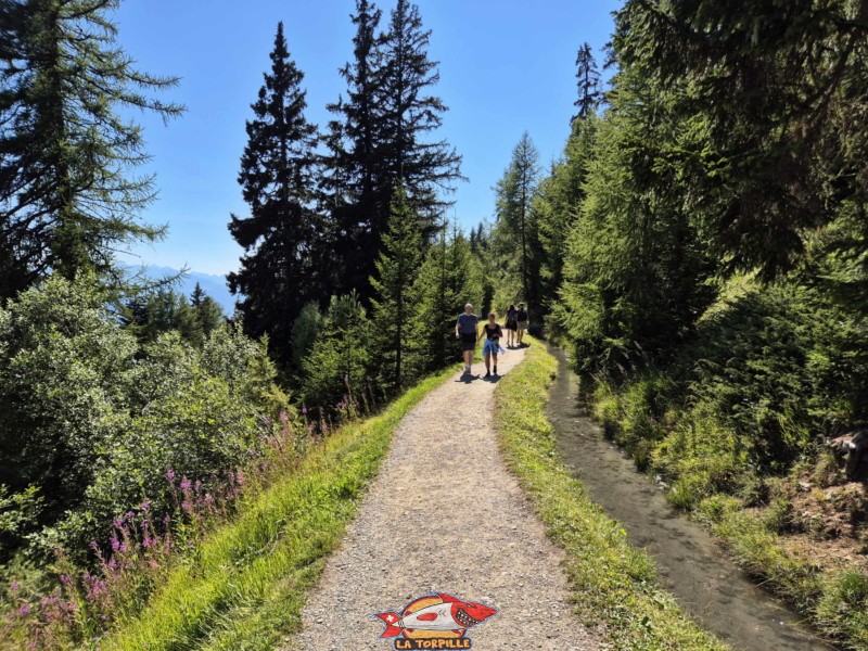 La dernière partie du chemin retour du panorama au Relais de Colombire. Randonnée au bisse du Tsittoret, Crans-Montana, Valais central.