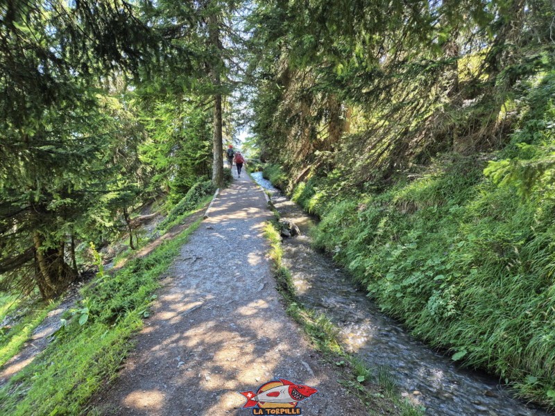 La dernière partie du chemin retour du panorama au Relais de Colombire. Randonnée au bisse du Tsittoret, Crans-Montana, Valais central.
