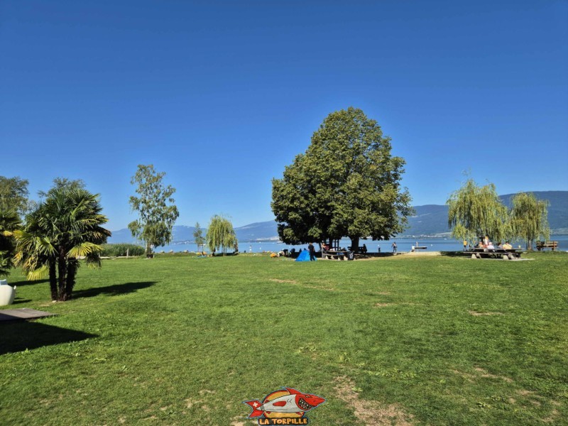 Une grande zone de pelouse est disponible pour les baigneurs. Plage de Cheyres, Canton de Fribourg, lac de Neuchâtel.