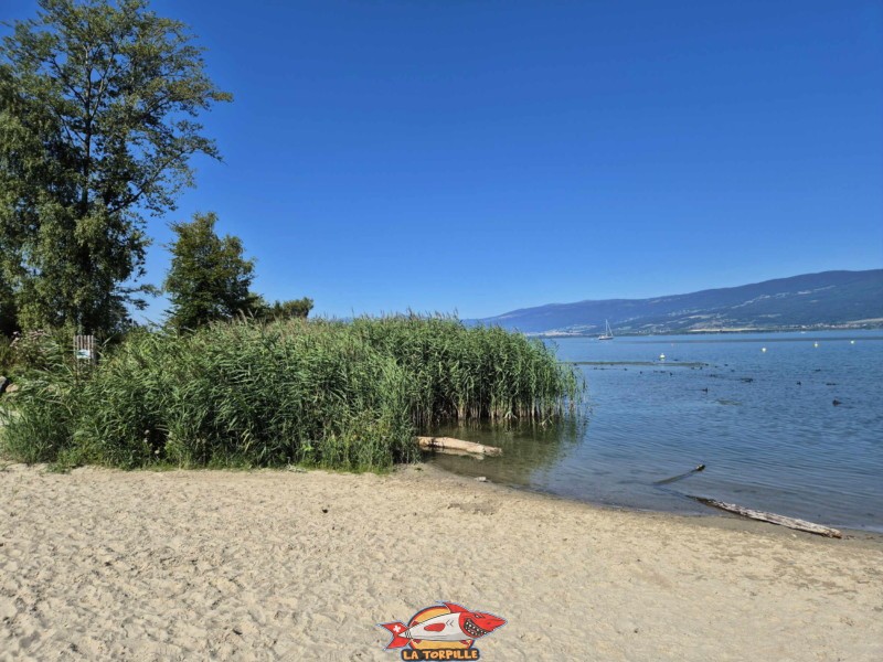 Les photos au niveau du côté ouest de la plage de Cheyres. Plage de Cheyres, Canton de Fribourg, lac de Neuchâtel.
