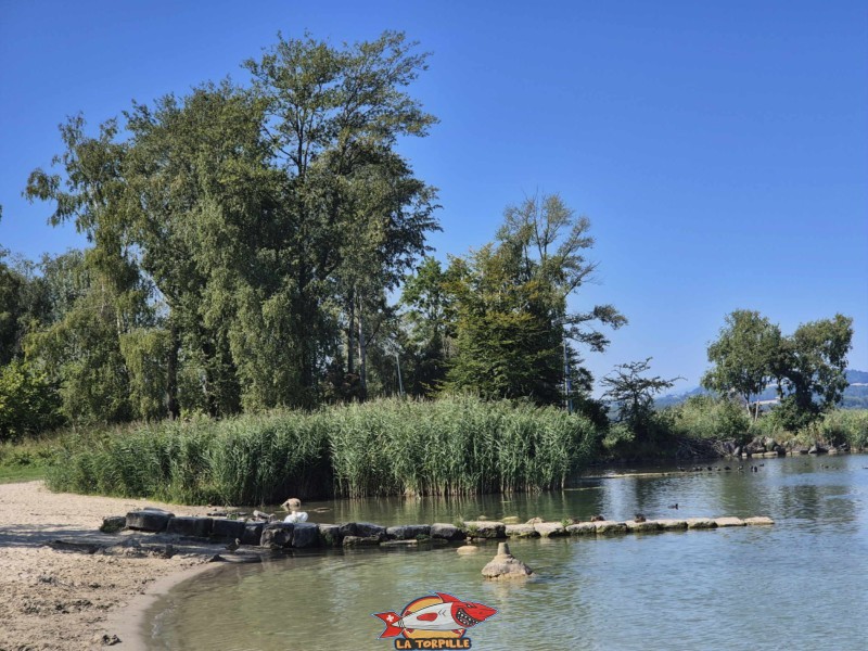 Les roseaux de la Grande Cariçaie. Plage de Cheyres, Canton de Fribourg, lac de Neuchâtel.