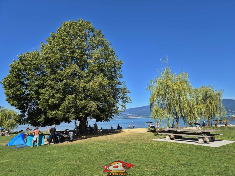 Une grande zone de pelouse est disponible pour les baigneurs. Plage de Cheyres, Canton de Fribourg, lac de Neuchâtel.
