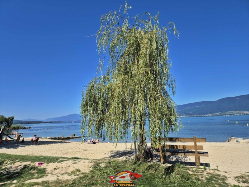 Les photos au niveau du milieu de la plage de Cheyres. Plage de Cheyres, Canton de Fribourg, lac de Neuchâtel.