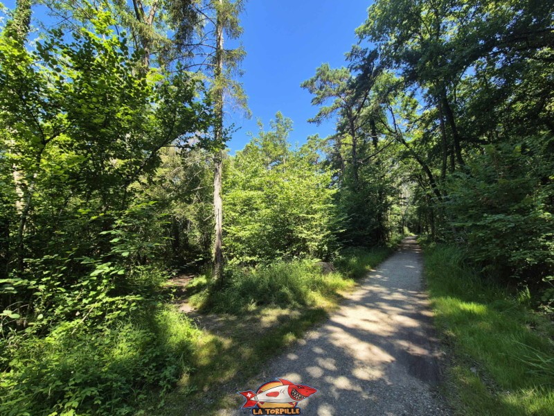 La route non goudronnée du bord du lac, au sein même de la Grande Cariçaie. Plage de la Corbière, Estavayer, lac de Neuchâtel La route non goudronnée du bord du lac, au sein même de la Grande Cariçaie. Plage de la Corbière, Estavayer, lac de Neuchâtel