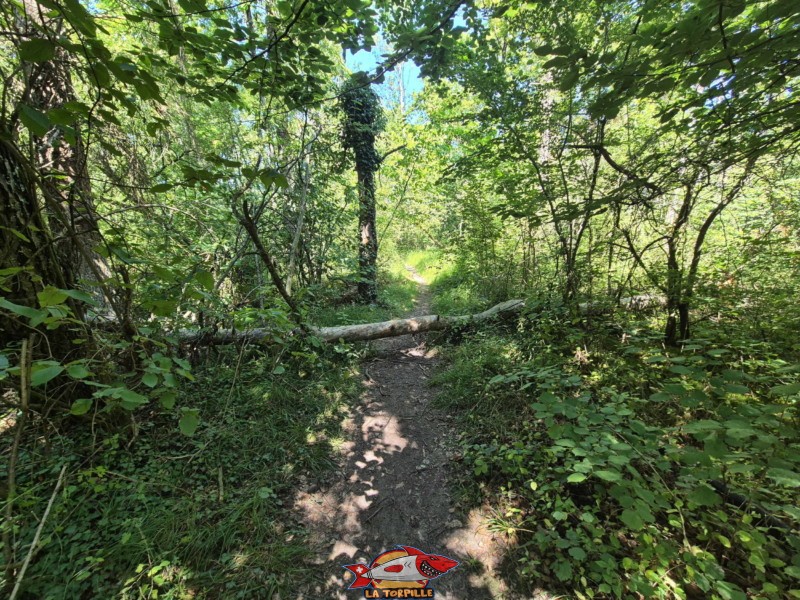 Le petit chemin dans la forêt. Plage de la Corbière, Estavayer, lac de Neuchâtel Le petit chemin dans la forêt. Plage de la Corbière, Estavayer, lac de Neuchâtel