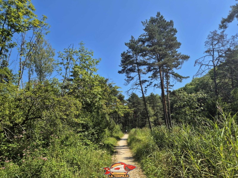 La route non goudronnée du bord du lac, au sein même de la Grande Cariçaie. La route non goudronnée du bord du lac, au sein même de la Grande Cariçaie.