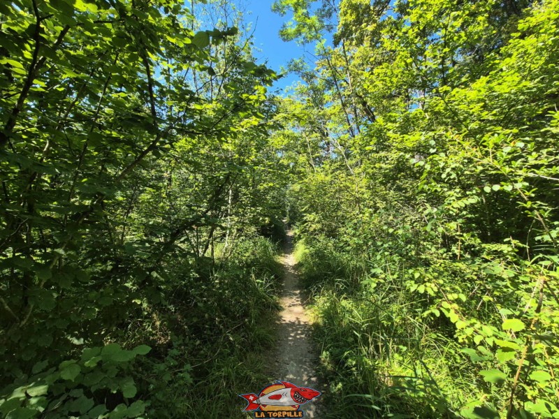 Le petit chemin dans la Grande Cariçaie. Plage d'Autavaux, commune d'Estavayer. Le petit chemin dans la Grande Cariçaie.. Plage d'Autavaux, commune d'Estavayer.